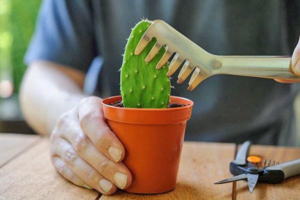 cactusvijgen planten in een pot