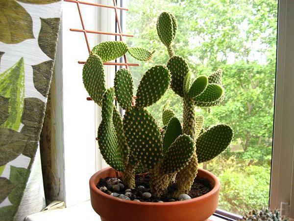 zorg voor cactusvijg thuis