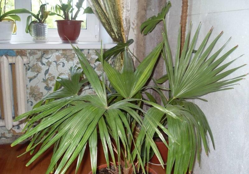 temperatura i rasvjeta za palme