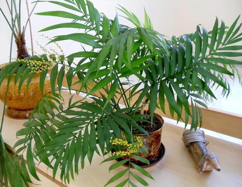 kako se brinuti za palme