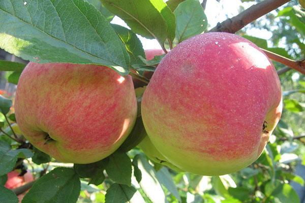 jabuke u vrtu