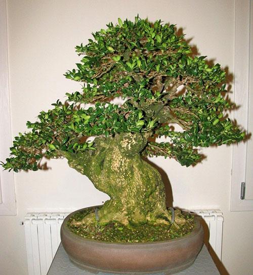 Šimšir bonsai