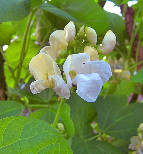 Witte decoratieve bonenbloemen