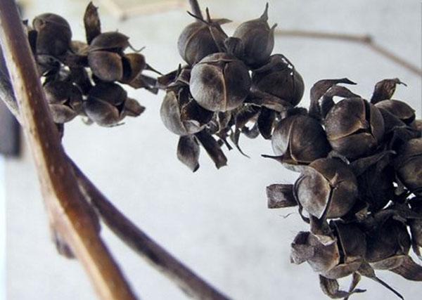 sjemenske mahune Ipomoea purpurea