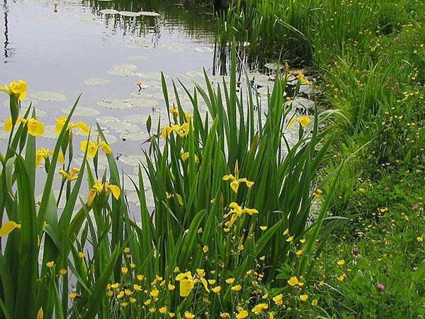 močvarni iris na jezercu