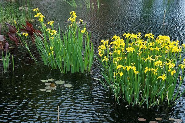 cvjeta močvarna iris