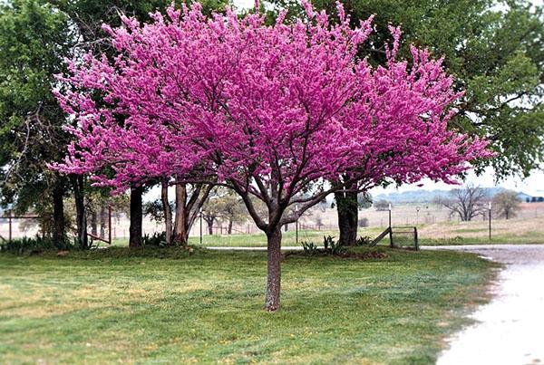 cercis canadees