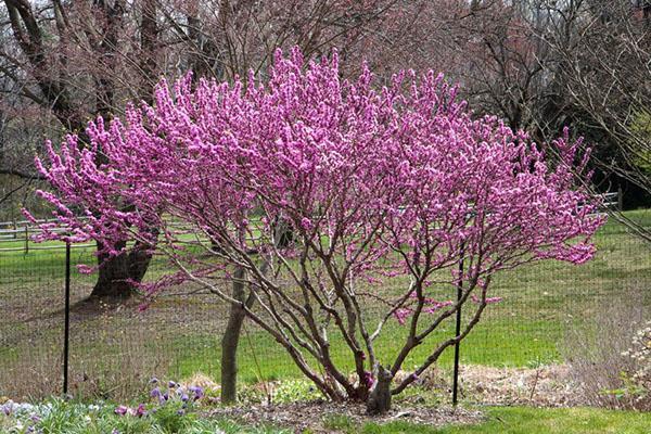 cercis chinees