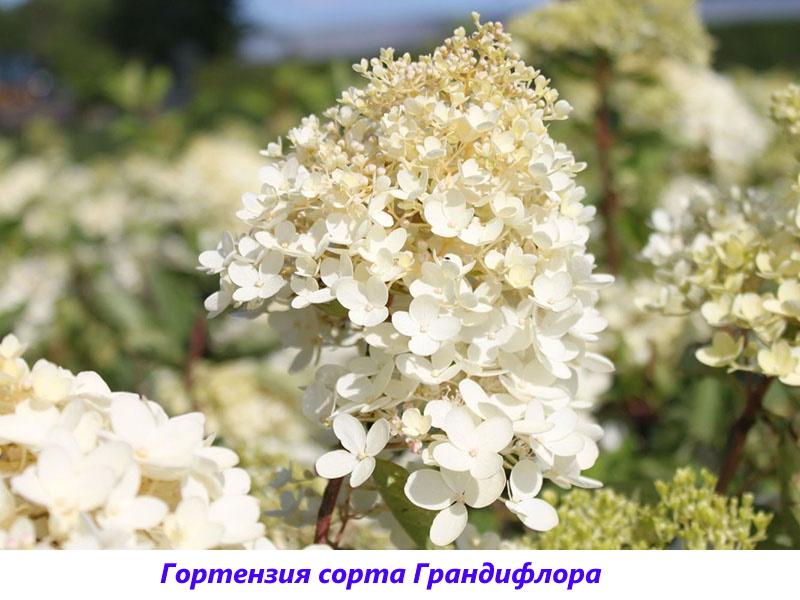 hortenzija metlica sorte Grandiflora