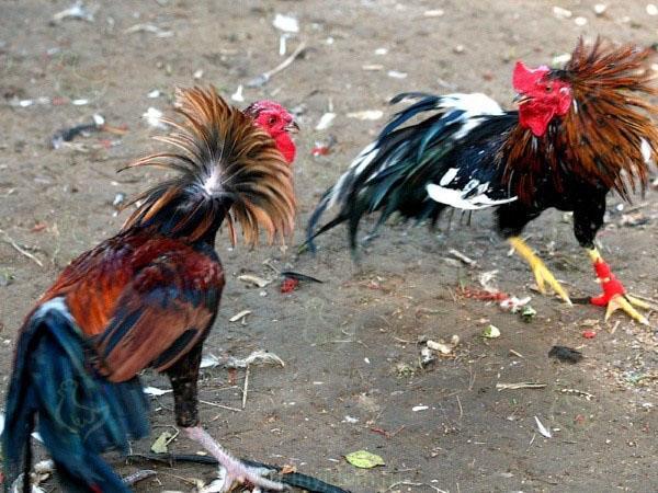 vechtende kippenrassen