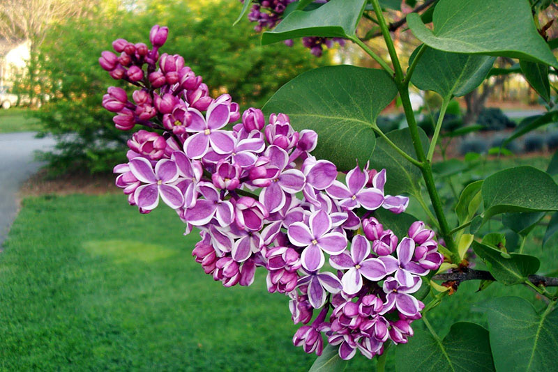 unieke en nuttige eigenschappen van lila