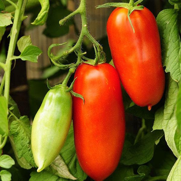paradajz crvena paprika