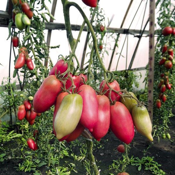 tomaat roze peper