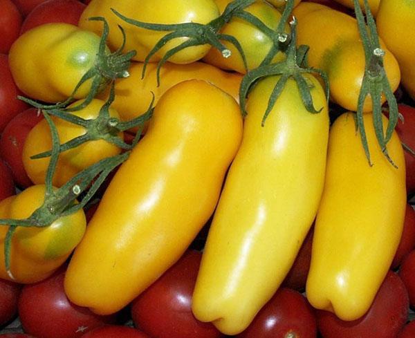 gele paprika tomaat