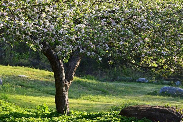 appelboom van de variëteit Uslada staat in bloei