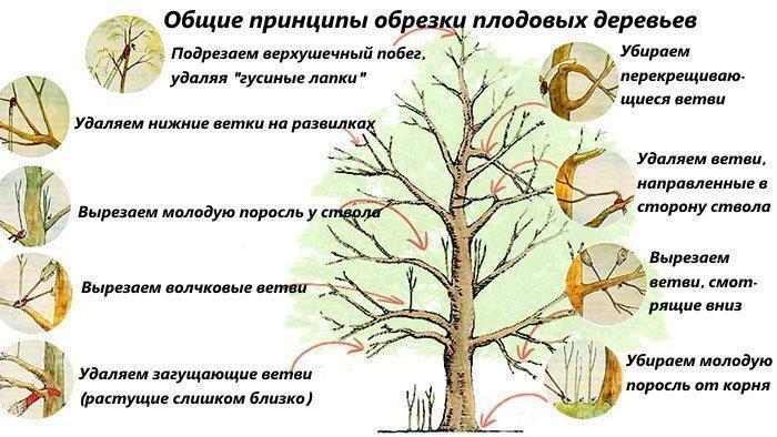 Algemene principes voor het snoeien van fruitbomen