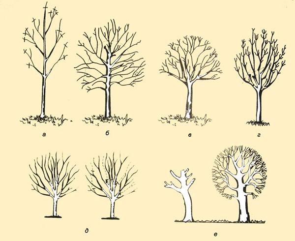 Bomen vormen en snoeien