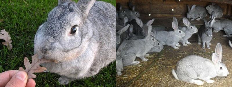 konijnenfokkerij