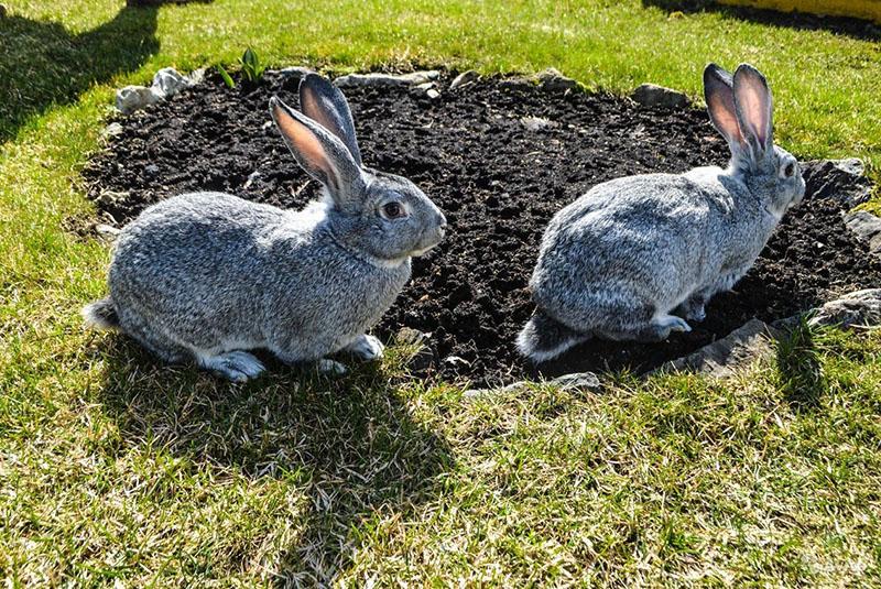 konijnen Sovjet-chinchilla op de binnenplaats
