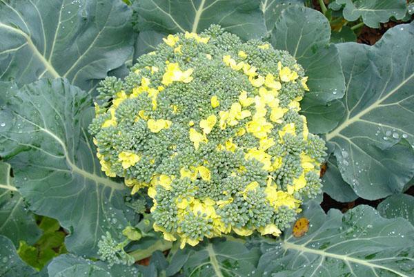 bloeiende broccoli