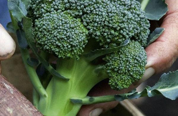 dichte krop broccoli