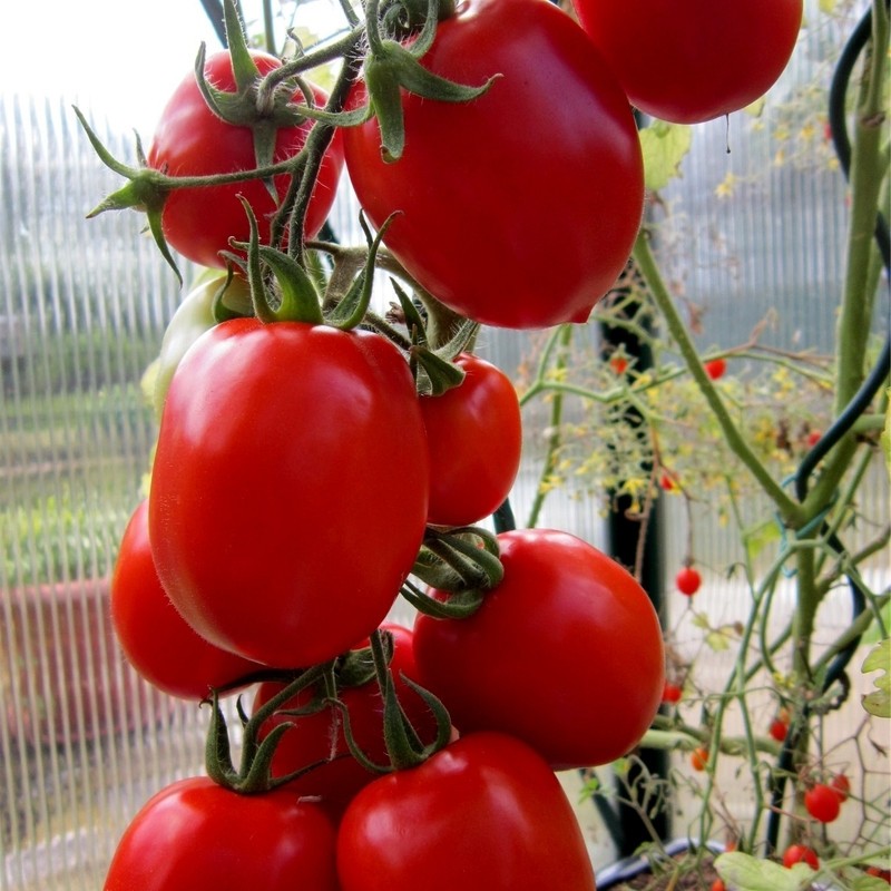 prednosti i nedostaci rajčice rio fuego