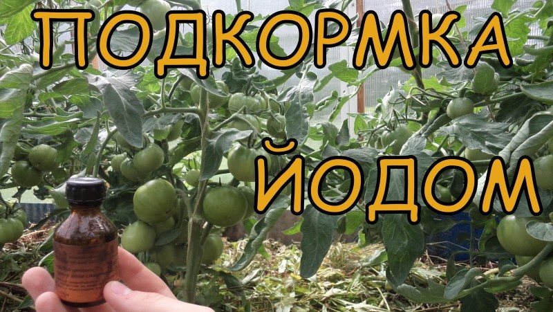 hoe tomaten met jodium te voeren?