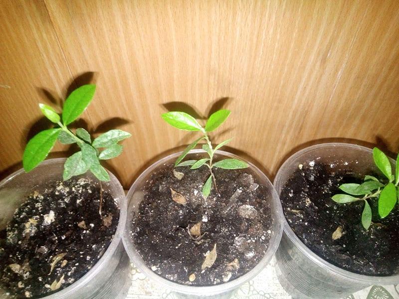 een feijoa-boompje uit zaad laten groeien