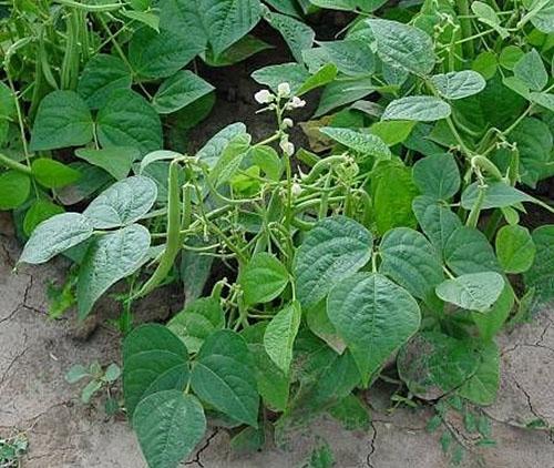In de tuinen van Rusland zijn onlangs zwarte bonen verbouwd