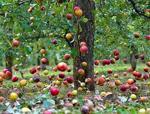 Jabuke padaju s neurednih stabala