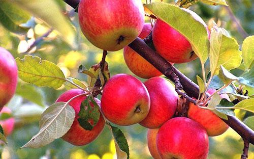 Mirisni plodovi rezultat su brige ljetnog stanovnika