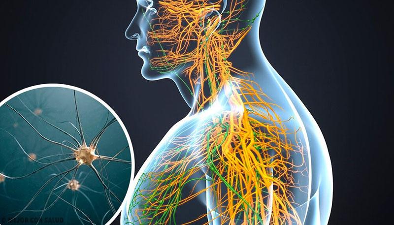 silicium voor het verbeteren van de werking van het zenuwstelsel