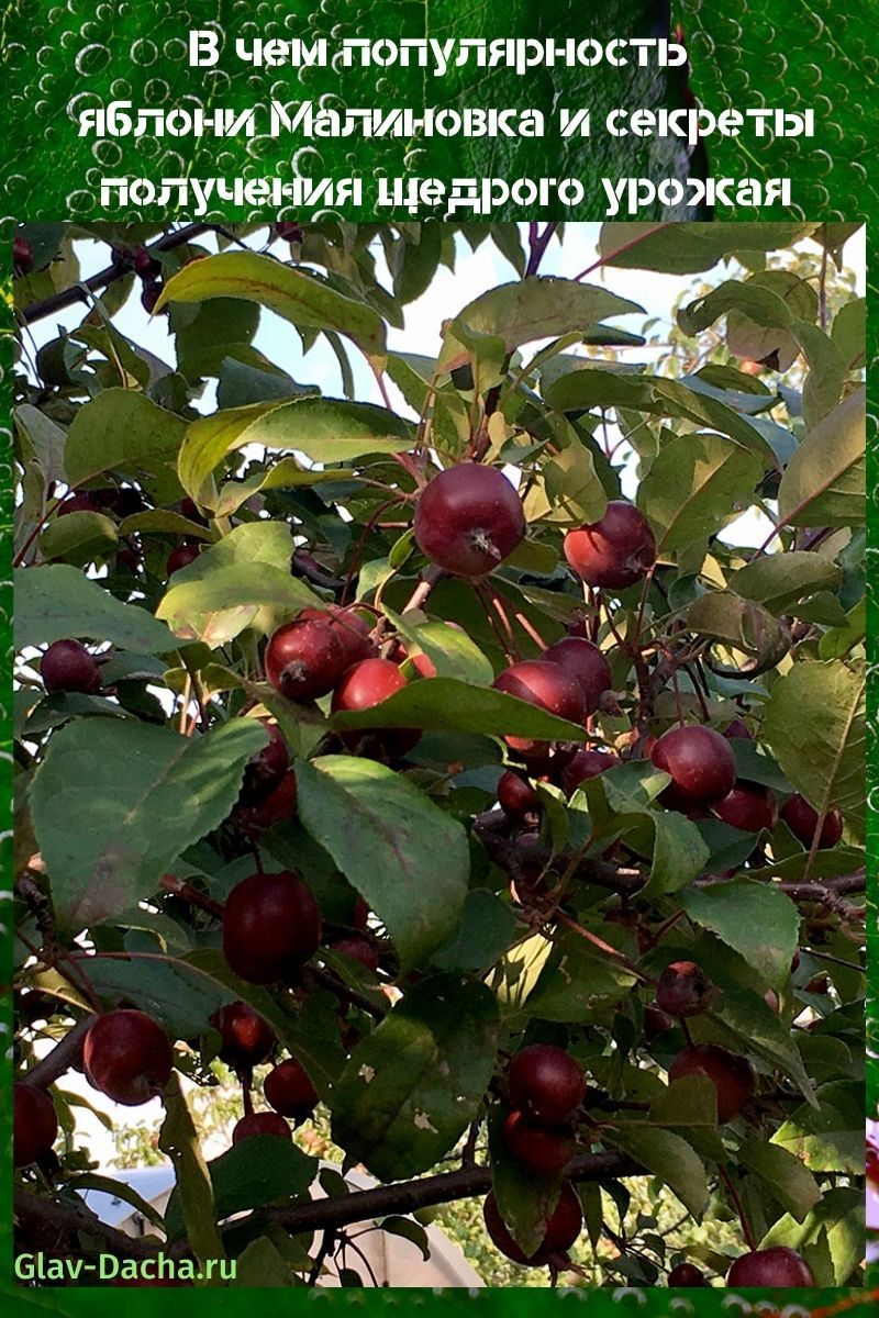 appelboom robinovka