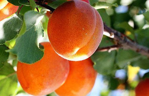 abrikoos fruit
