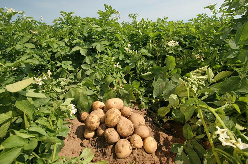 groeiende aardappelvariëteit Nevsky