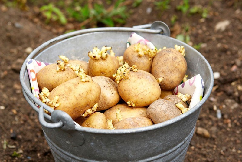 priprema krumpira za sadnju