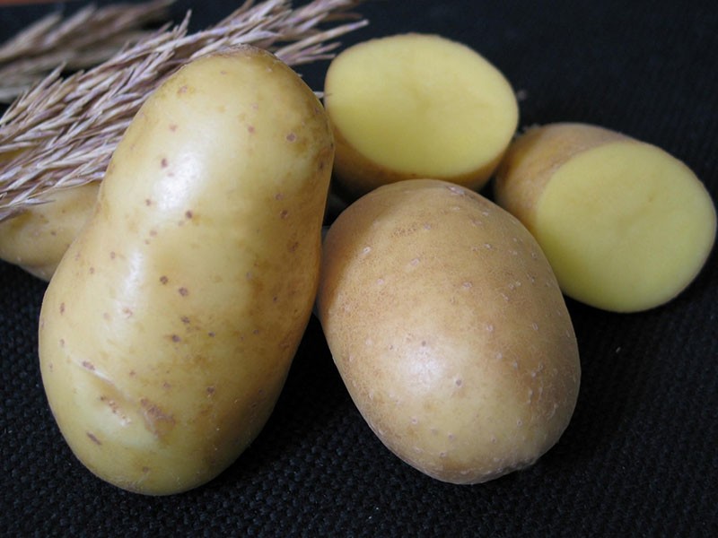popularna u Rusiji sorta krumpira Nevsky
