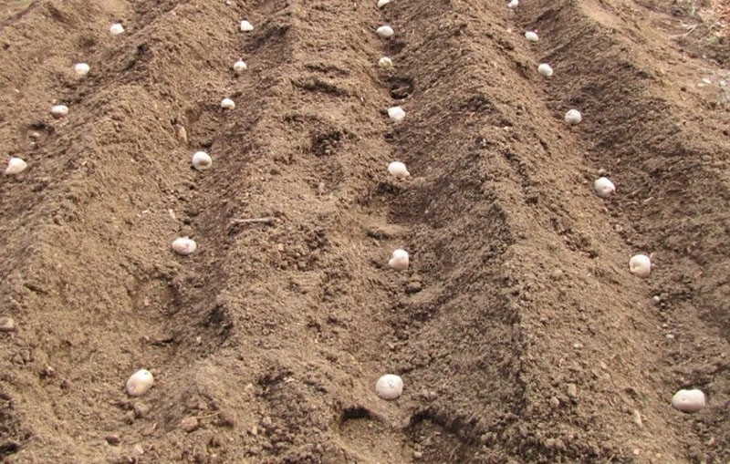 Nederlands aardappelplantschema