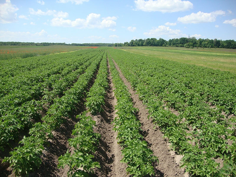 Nederlandse technologie voor het telen van aardappelen
