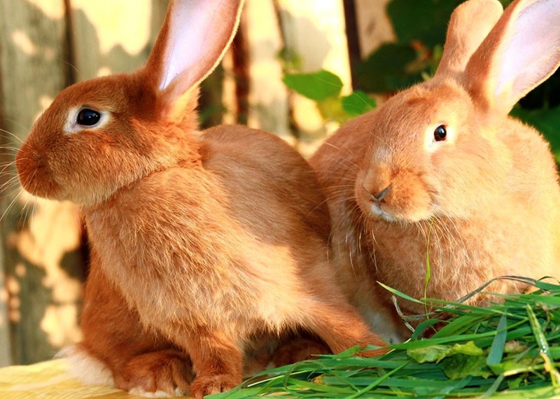 konijnen fokken Nieuw-Zeeland rood