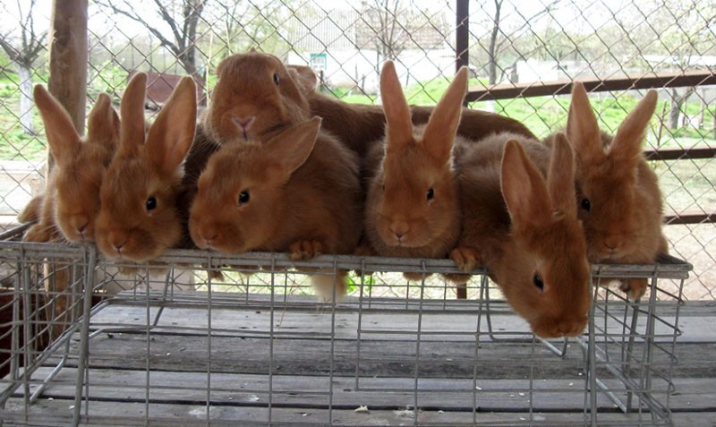 konijnen in de volière