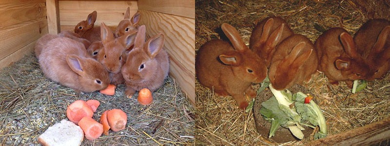 groenten in de voeding van konijnen