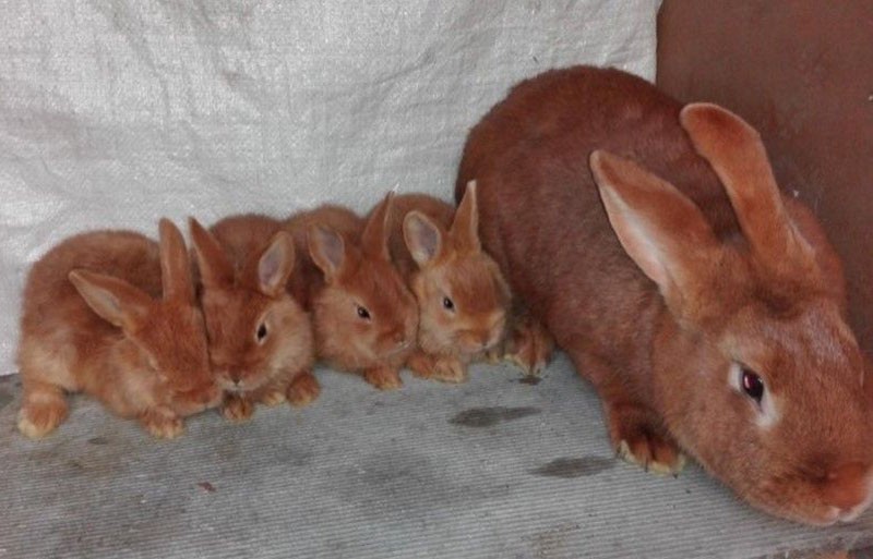 konijn met konijnen