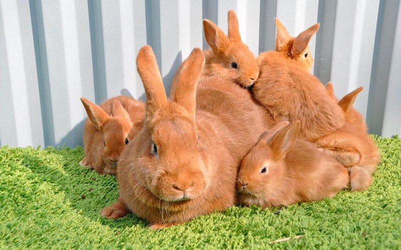 konijnen fokken Nieuw-Zeeland rood