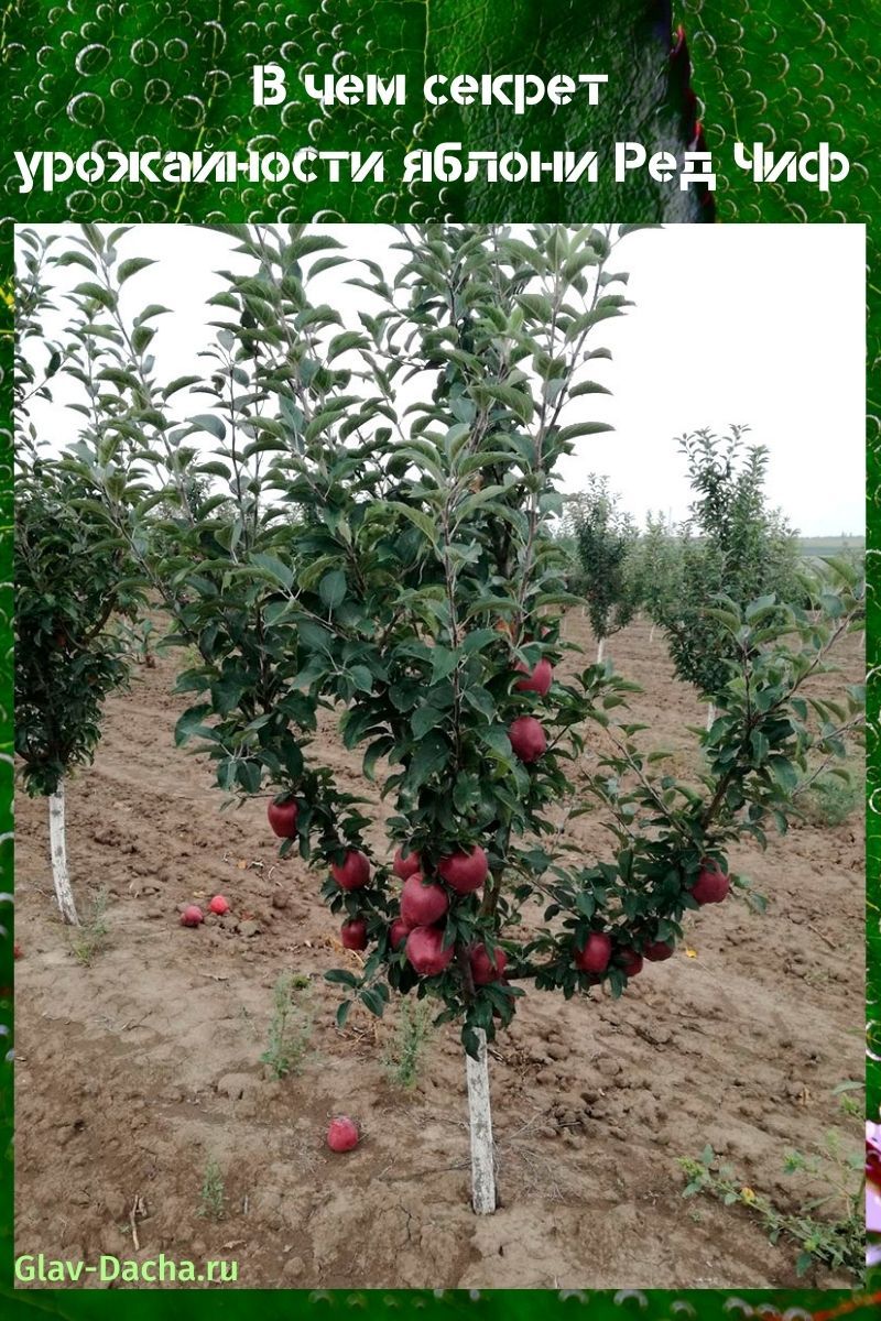 stablo jabuke crveni poglavica