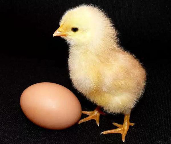 piletina i jaje