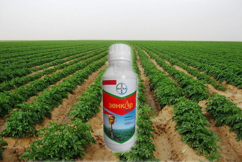 herbicid zenkor za tretiranje krumpira