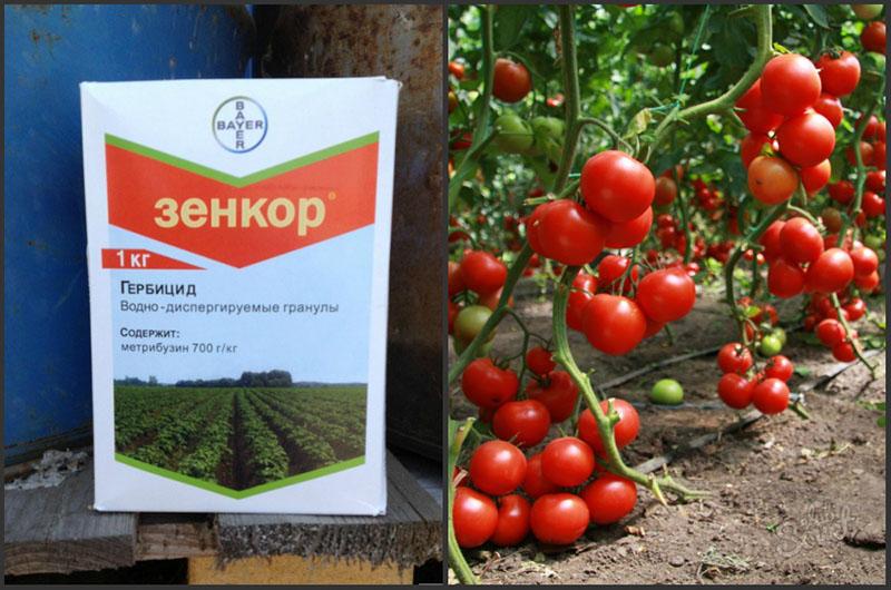herbicid zenkor za tretiranje rajčice