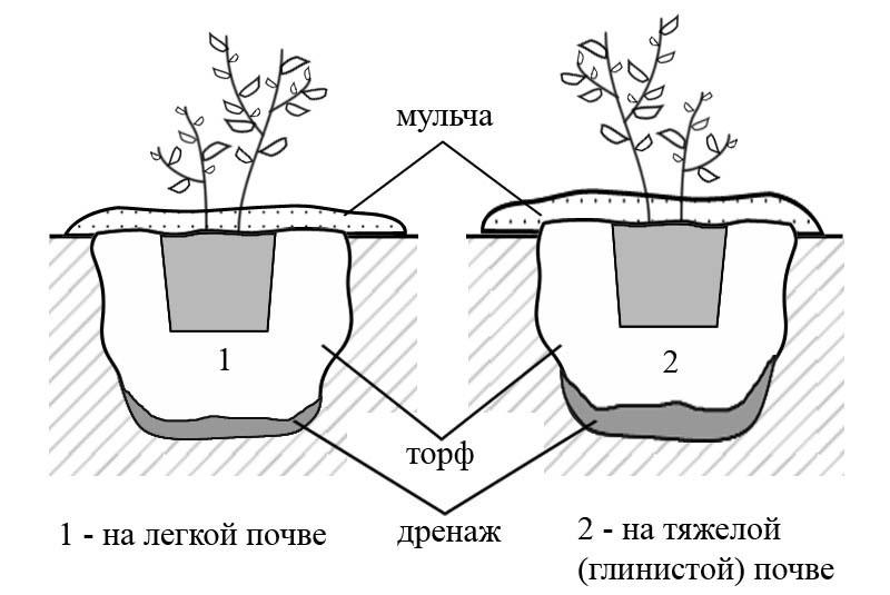 bosbessen planten op verschillende gronden