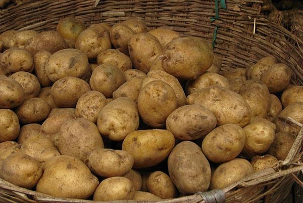 aardappelen voorbereiden voor het planten